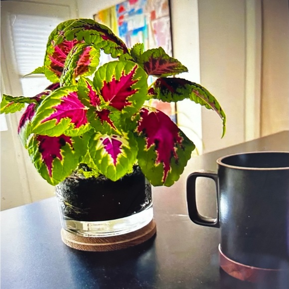 Painted Leaf Houseplant Kit by Potting Shed - Picture 3 of 5